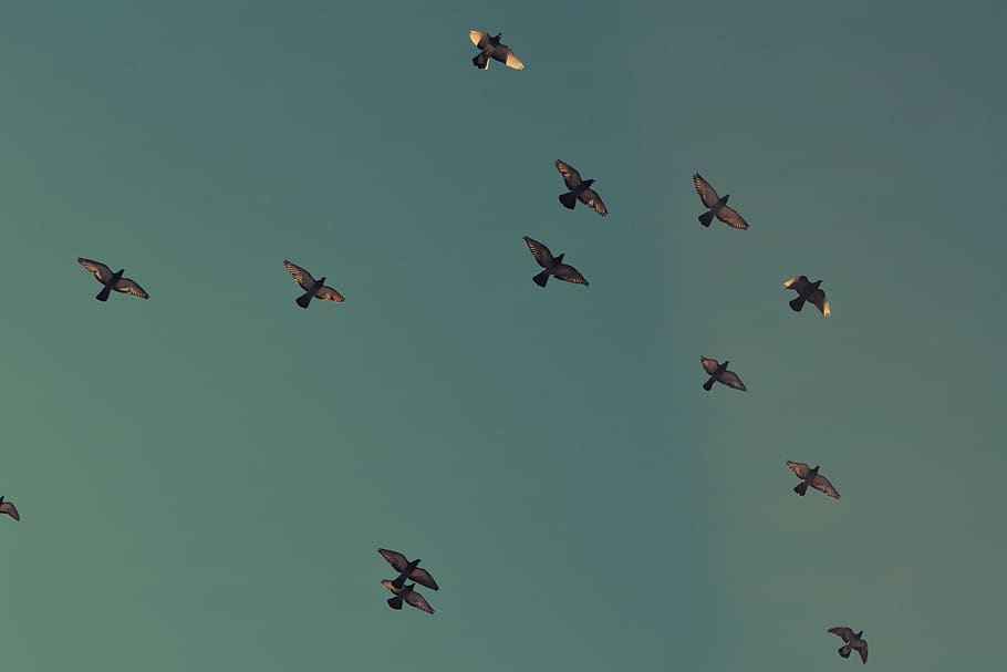 birds, flying, sky, migrate, animals, animal wildlife, group of animals HD wallpaper