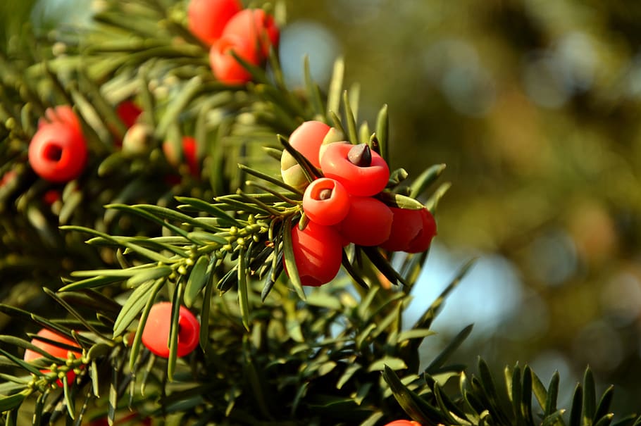 yew, taxus baccata, taxaceaee, aril, berries, seeds, conifer, HD wallpaper