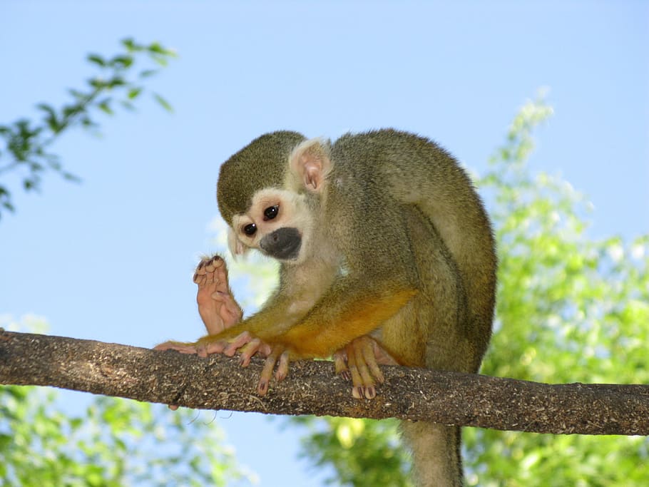 branch, tree, monkey, animal, nature, wild, jungle, zoo, animal wildlife HD wallpaper