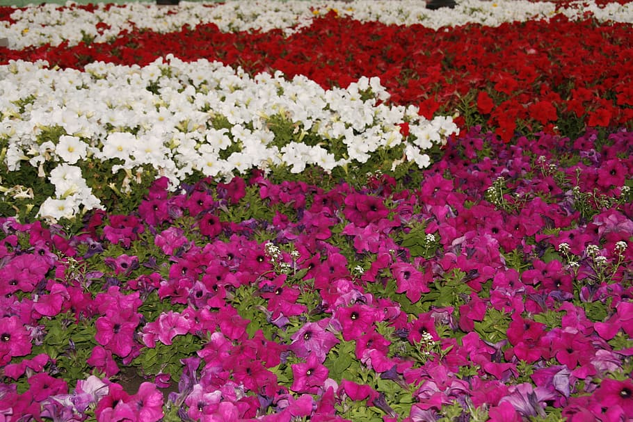 background, beautiful, bloom, colorful, floral, flower, petal HD wallpaper