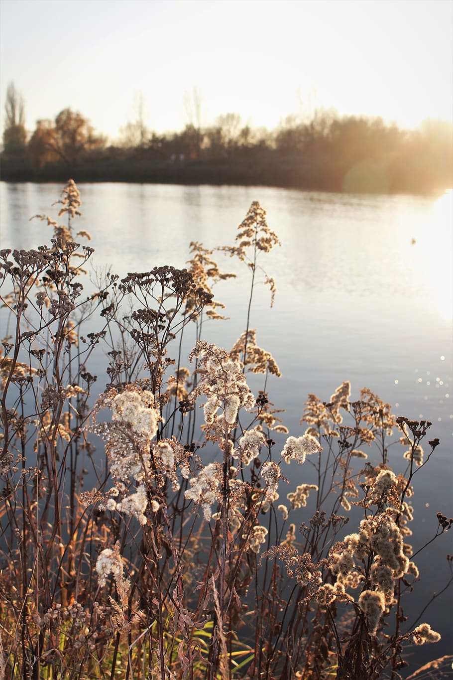 wallpaper, river, fall, sun, autumn, water, plant, beauty in nature HD wallpaper
