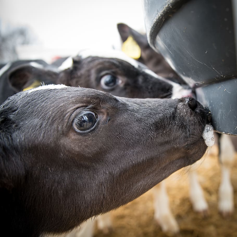 cattle, calf, beef, cow, agriculture, young animal, livestock HD wallpaper