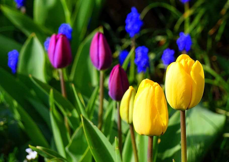 tulips, blossom, bloom, spring, flowers, flora, spring flowers HD wallpaper