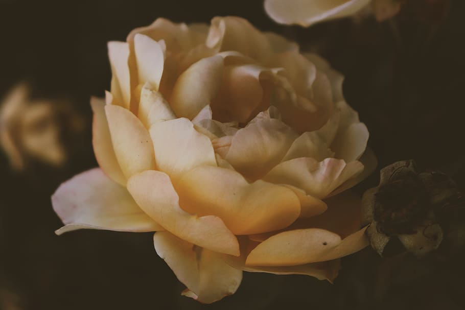 white petaled flowers, blossom, plant, rose, peony, insect, invertebrate HD wallpaper