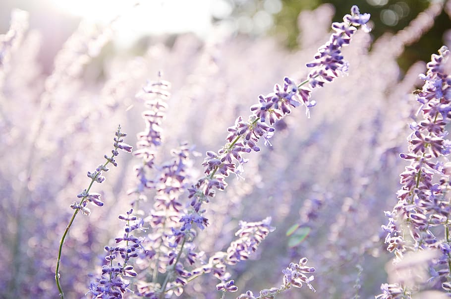 lavender at daytime, flower, plant, flowering plant, beauty in nature HD wallpaper