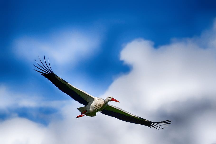 stork, flying, flight, bird, nature, rattle stork, plumage HD wallpaper