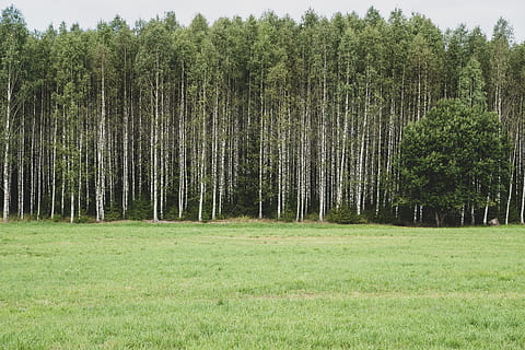forest during daytime, tree, plant, grass, birch, sweden, thorsby HD wallpaper