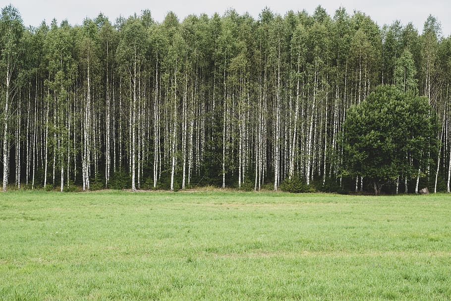 forest during daytime, tree, plant, grass, birch, sweden, thorsby HD wallpaper