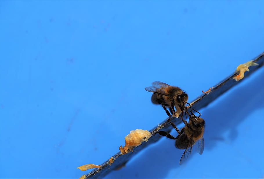 bees, wax, hive, beekeeping, insects, nature, blue, spring HD wallpaper