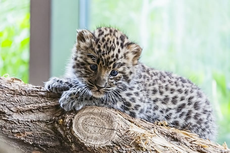 amur, amur leopard, amur leopard baby, baby animal, wildcat, HD wallpaper