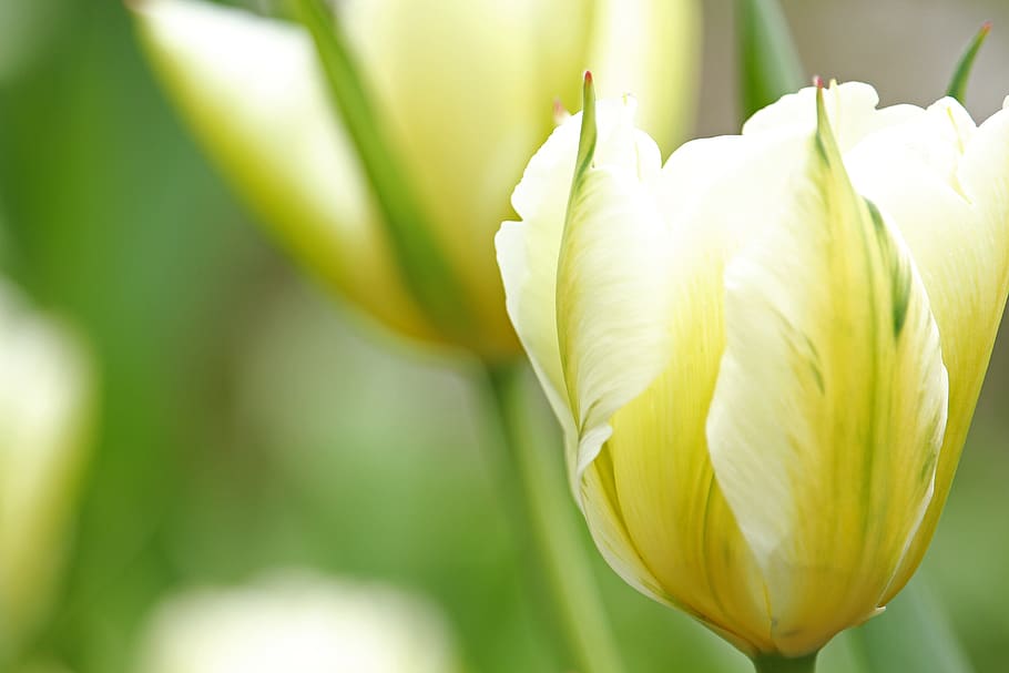 white tumor, tulip, spring, flower, blossom, bloom, flora, garden, HD wallpaper