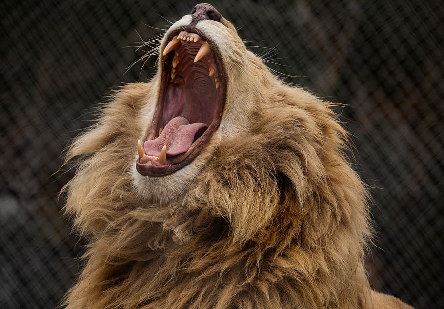 HD wallpaper: lion opening his mouth, one animal, animal themes, mouth ...