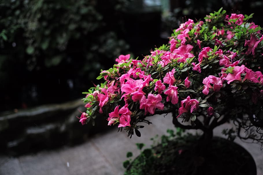 flower, flowering plant, pink color, freshness, beauty in nature HD wallpaper