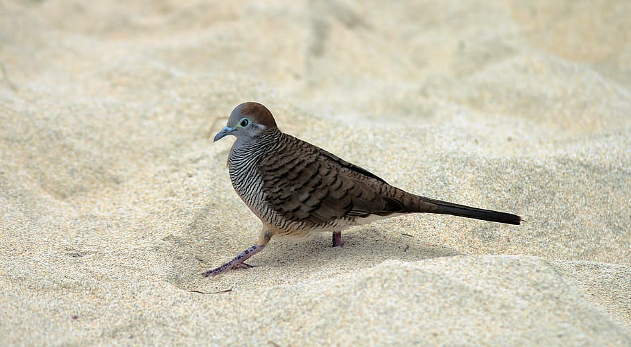 Gray and Black Bird on White Sand during Daytime, animal, beach HD wallpaper