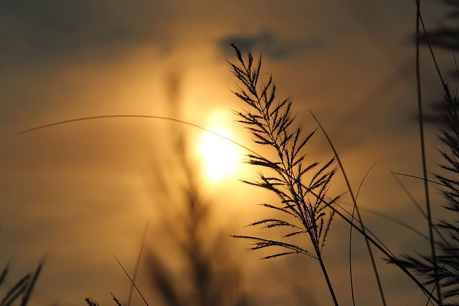 Silhouette of Plant, clouds, color, dark, dawn, evening, field HD wallpaper