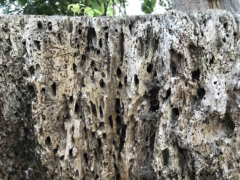 tree, wood, textured, rough, close-up, no people, tree trunk HD wallpaper
