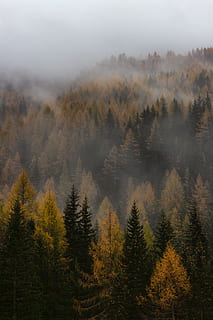 100 Stunning Misty Forest Pictures  Download Free Images on Unsplash