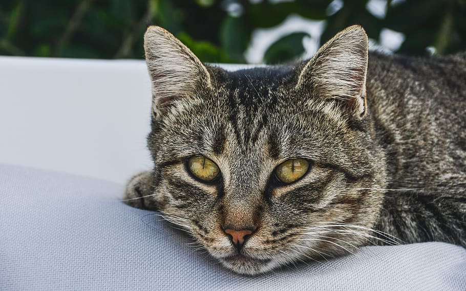 cat, look, rest, calm, relaxation, serenity, feline, tabby HD wallpaper