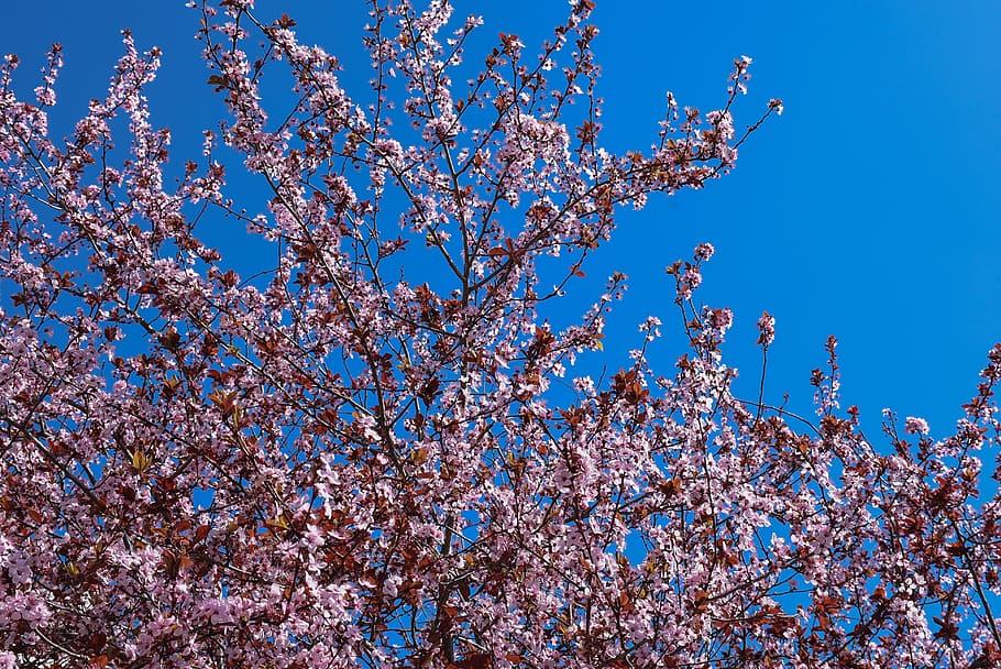 almond, blue, spring, blossom, flower, flowering plant, sky HD wallpaper