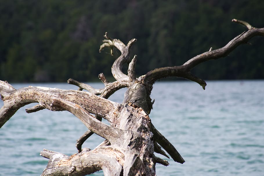 germany, stechlin, lake stechlin, tree, plant, nature, focus on foreground HD wallpaper