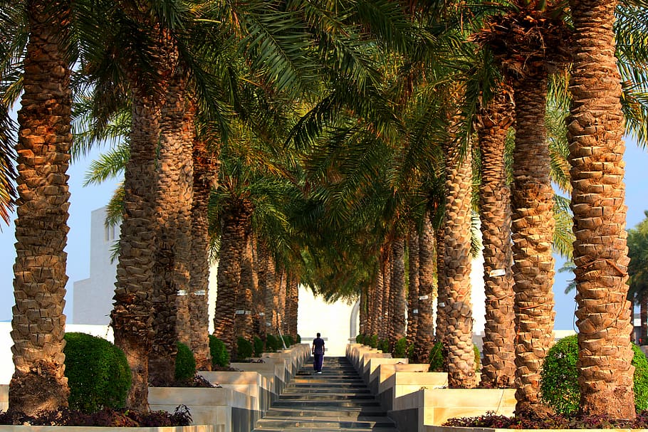 palm, trees, in a row, dessert, plant, growth, the way forward HD wallpaper