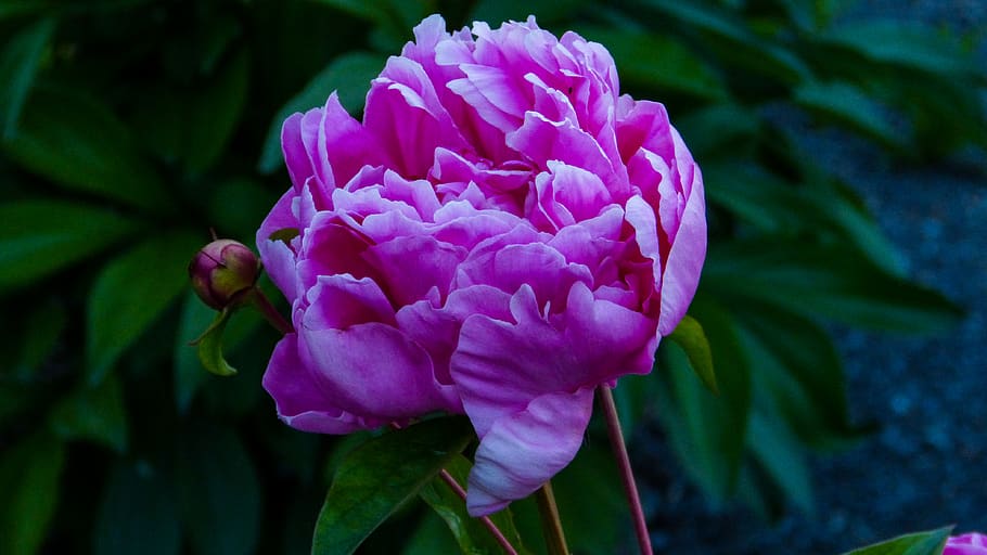 pink-petaled flower, peony, blossom, plant, geranium, rose, iris HD wallpaper