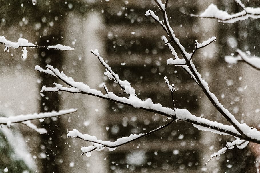 Close-Up Photo of Snow Falling on Tree Branches, 4k wallpaper HD wallpaper