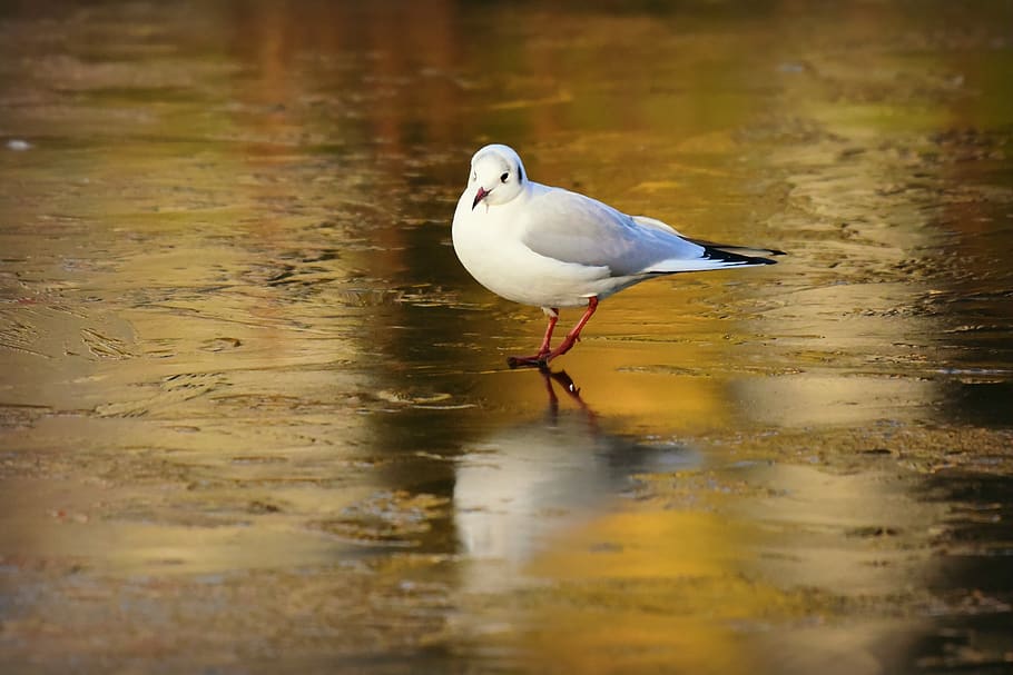 seagull, bird, feather, plumage, beak, animal, wildlife, ice HD wallpaper