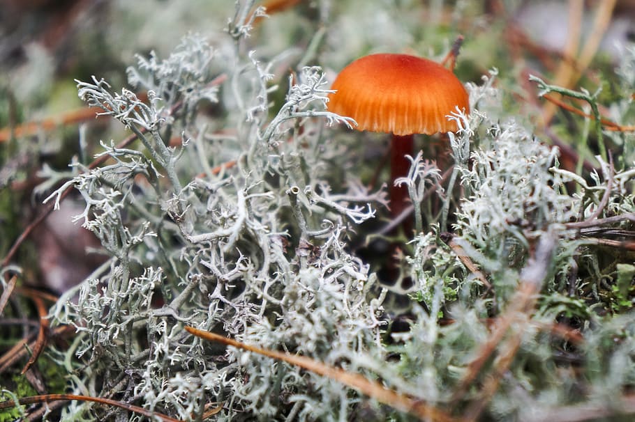 mushroom, oakmoss, macro, fungus, vegetable, food, growth, plant HD wallpaper