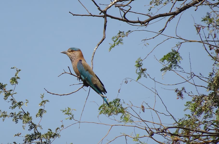 bird, roller, indian roller, coracias benghalensis, perched