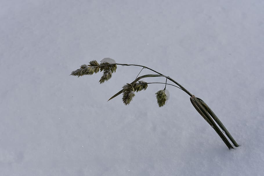 snow, winter, grass, to fall asleep, cold, nature, snowflakes HD wallpaper