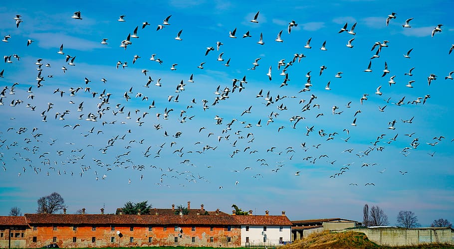 seagulls, in flight, flock, sky, birds, dom, cascina, campaign HD wallpaper