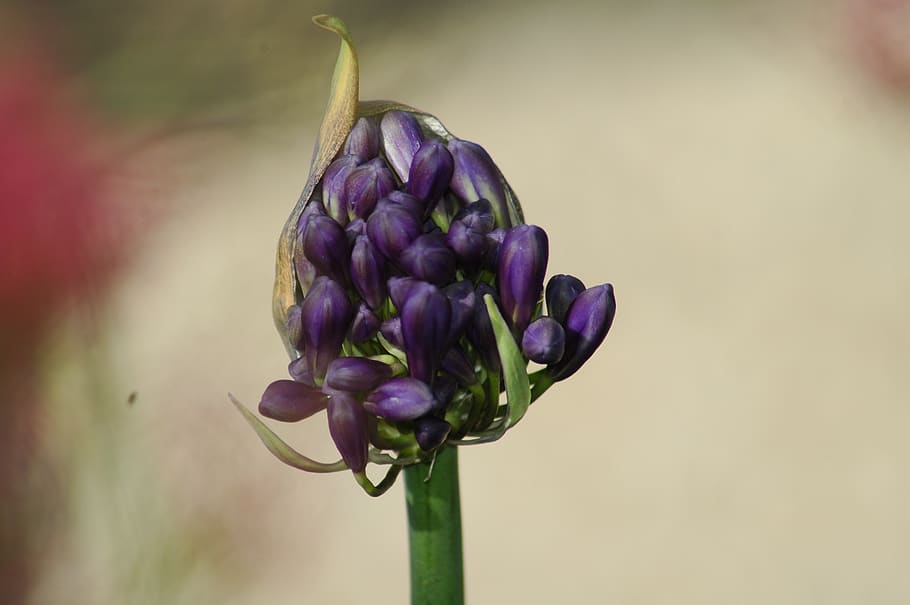 nature, flora, flower, leaf, closeup, husk, garden, agaphante HD wallpaper