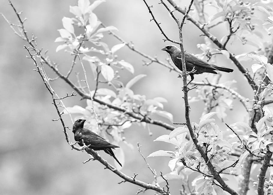 birds perching on tree branch, vertebrate, animals in the wild HD wallpaper