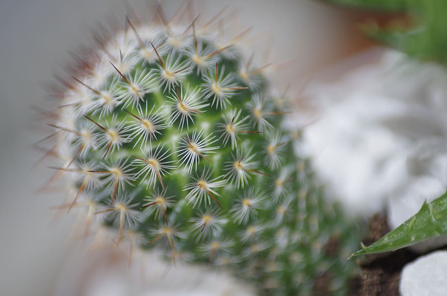 cactus, plant, succulent, succulent plant, growth, thorn, spiked HD wallpaper