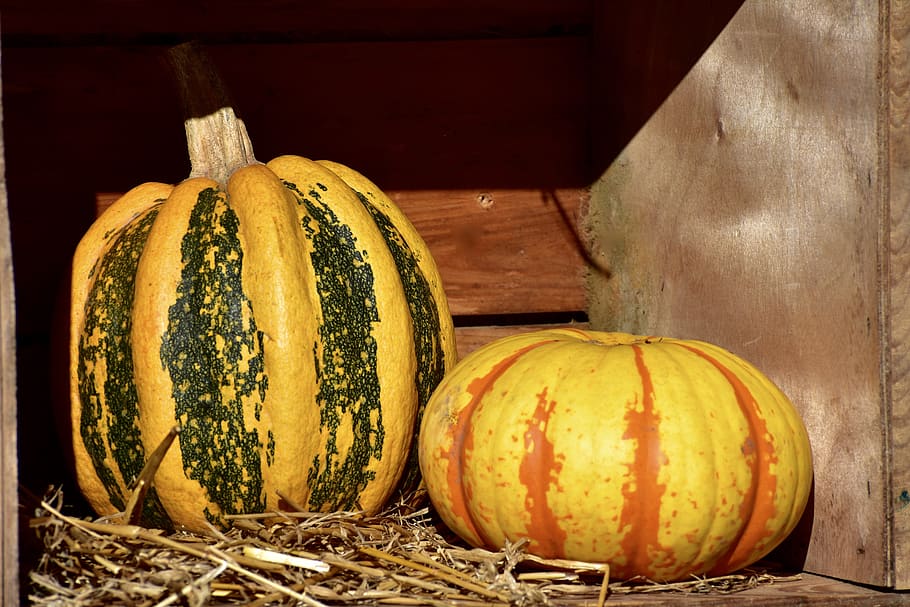 squash, pumpkin, hay, halloween, harvest, decoration, yellow HD wallpaper