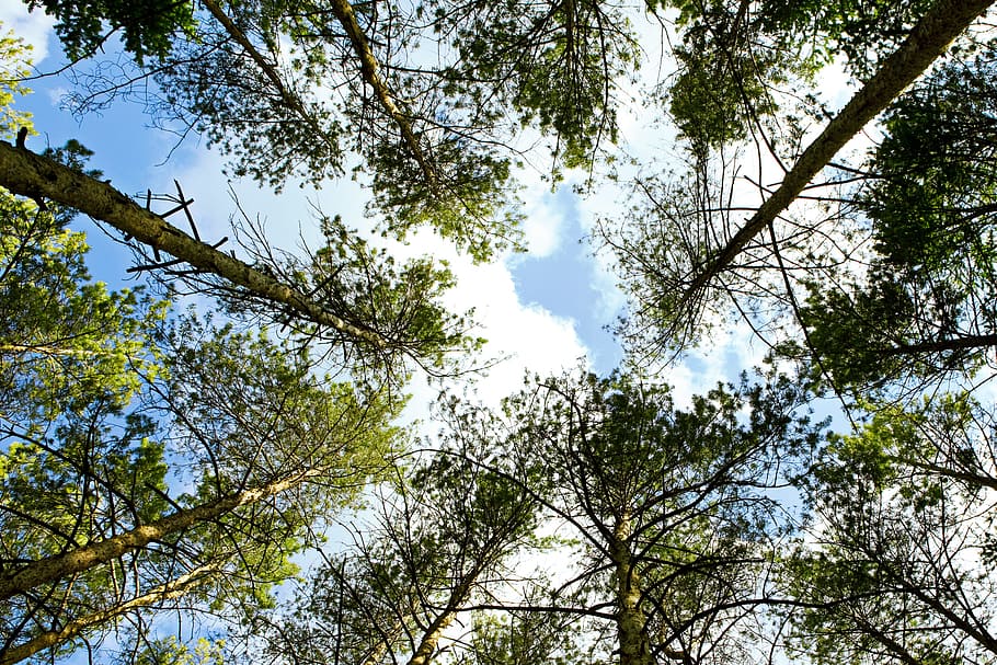 tree, trees, nature, forest, green, summer, wood, background HD wallpaper