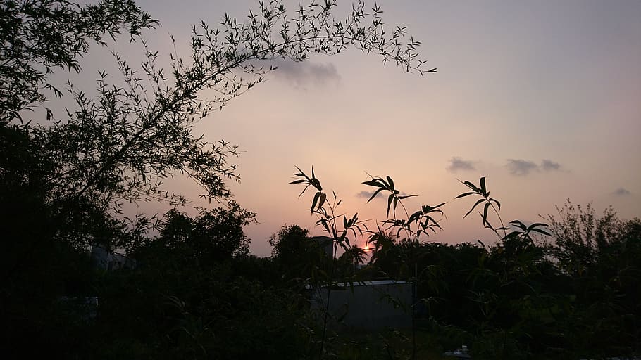 sunset, bamboo, tree, vietnam, plant, sky, nature, silhouette HD wallpaper