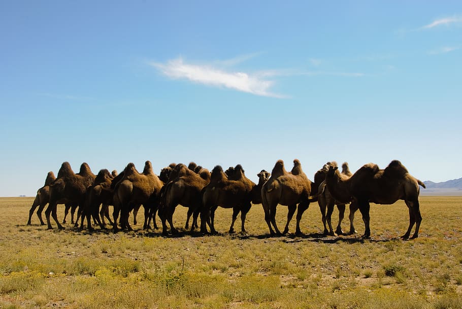 mongolia, huddle, group, asia, camels, wild, collective, herd HD wallpaper