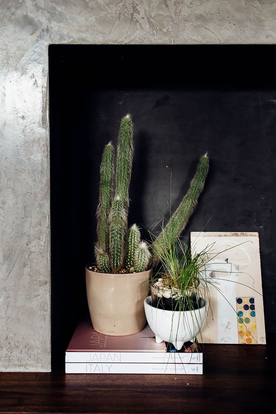 australia, potted plant, growth, indoors, no people, succulent plant HD wallpaper