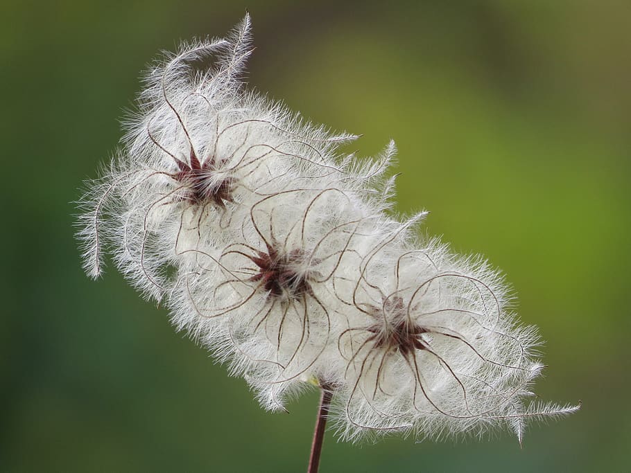 fluffy, seeds, clematis, feather, slightly, filigree, fragility HD wallpaper
