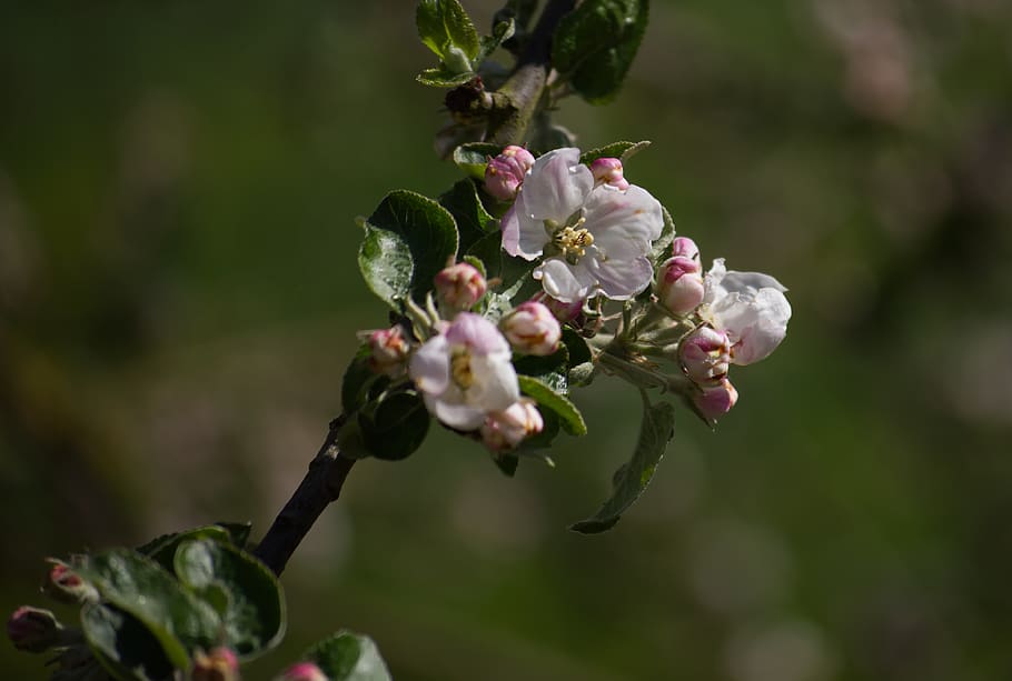 blossom, bloom, white, red, pink, green, spring, nature, plant HD wallpaper