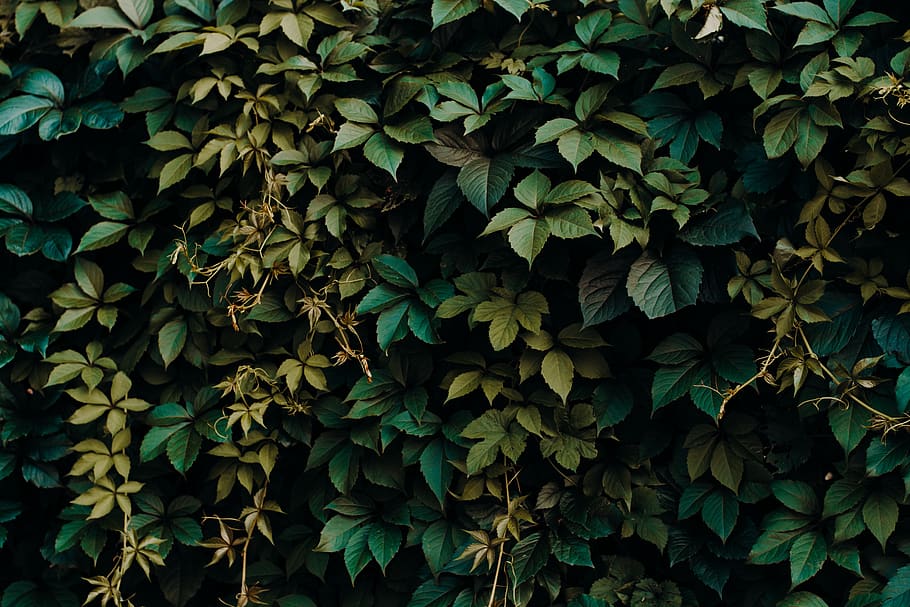 green leaves, plant part, growth, full frame, leaf, green color HD wallpaper