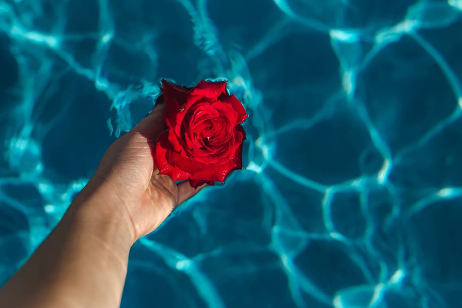 Fresh garden rose on the blue water of a swimming pool on a warm summer day