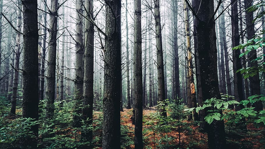 foggy woodland trees during daytime, forest, explore, landscape HD wallpaper