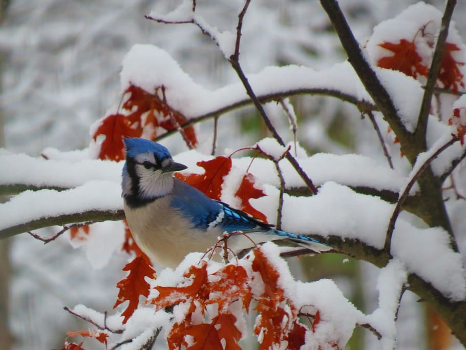 blue jay, bird, winter, snow, leaves, wildlife, bluejay, cold temperature