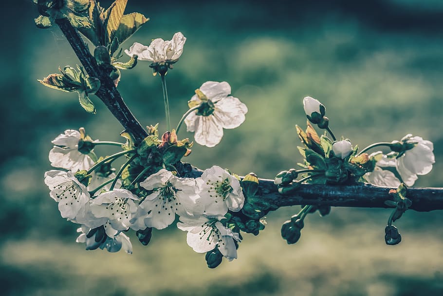 cherry blossoms, tree, branch, bloom, white, bud, cherry tree HD wallpaper