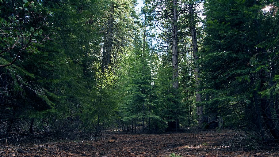 forest, trees, outdoors, woods, nature, beauty, plant, land HD wallpaper