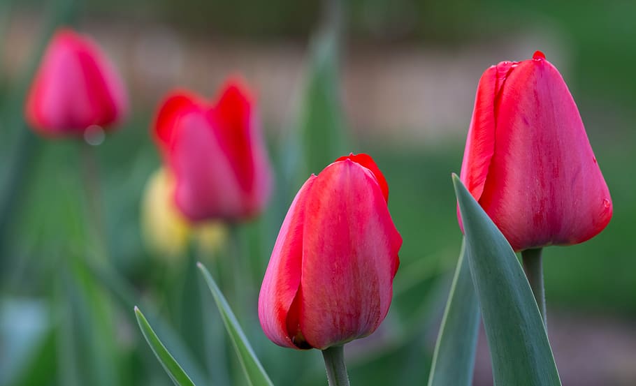 tulips, spring, garden, closeup, flowers, flowering plant, vulnerability HD wallpaper