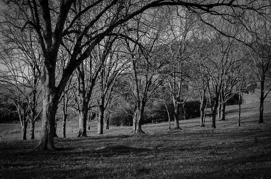 trees, autunm, woods, plant, bare tree, land, tranquility, no people HD wallpaper